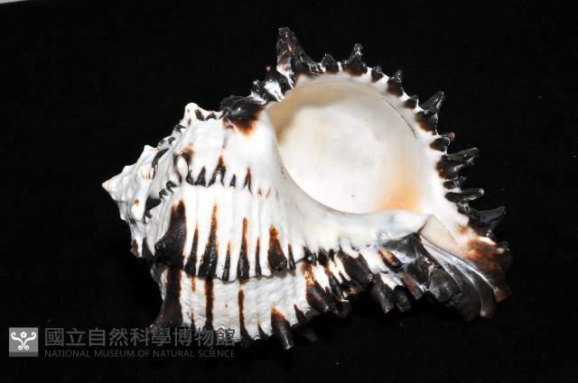 刺蝟骨螺藏品圖，第3張