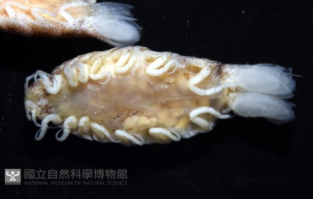 未知種狹長水虱藏品圖，第3張