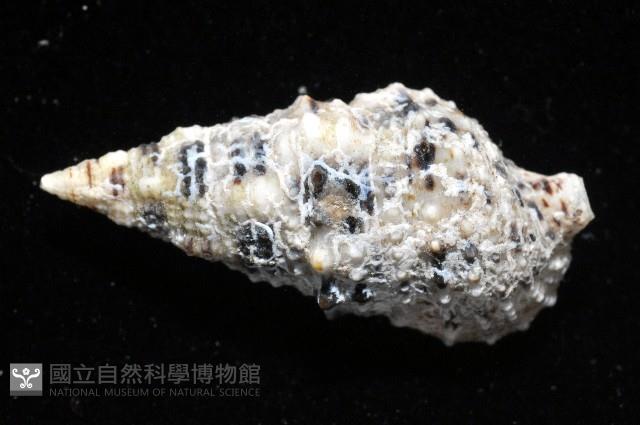 白葚蟹守螺藏品圖，第3張