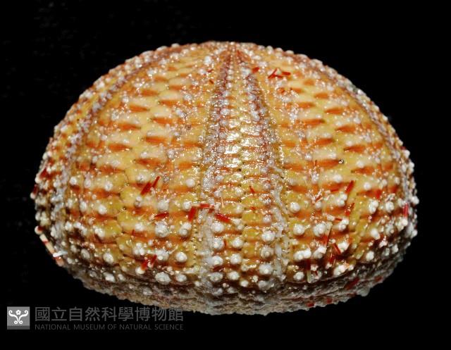 雙色角孔海膽藏品圖，第3張