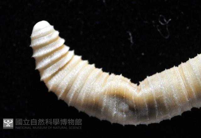 黃氏遠環蚓藏品圖，第3張