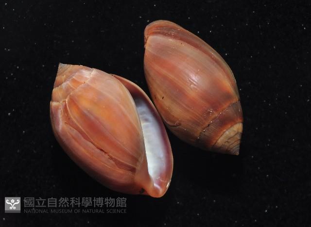 核耳螺(鼬耳螺)藏品圖，第3張