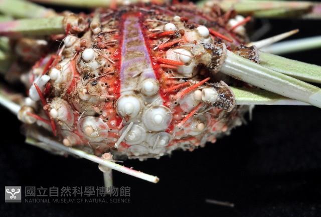 浪腔海膽(波紋腔海膽)藏品圖，第3張