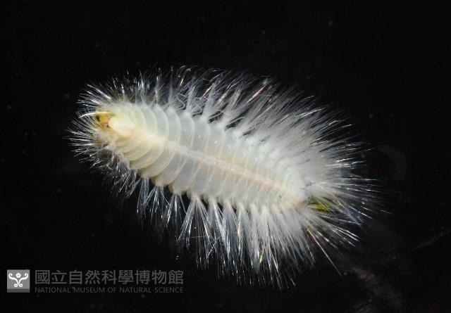 未知種仙蟲藏品圖，第3張