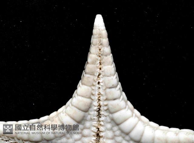 騎士章海星藏品圖，第3張