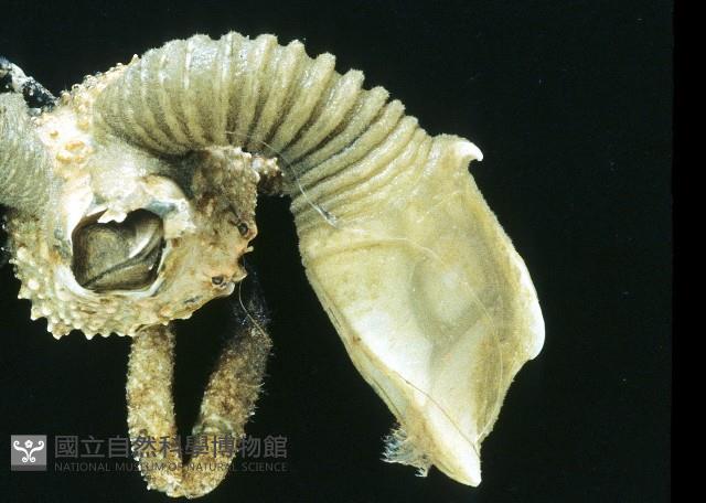 司氏鎧茗荷藏品圖，第3張
