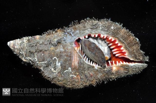 毛法螺藏品圖，第3張