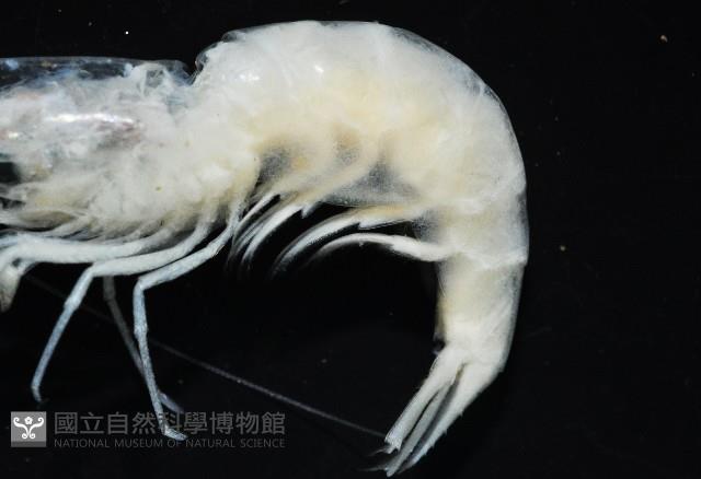 西表島新米蝦藏品圖，第3張