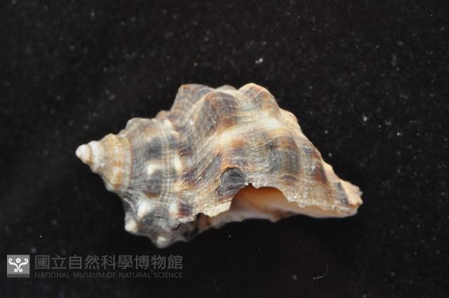 蚵岩螺藏品圖，第3張