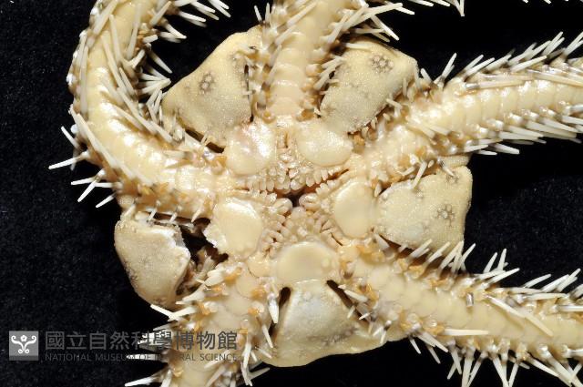 巨綠蛇尾藏品圖，第3張