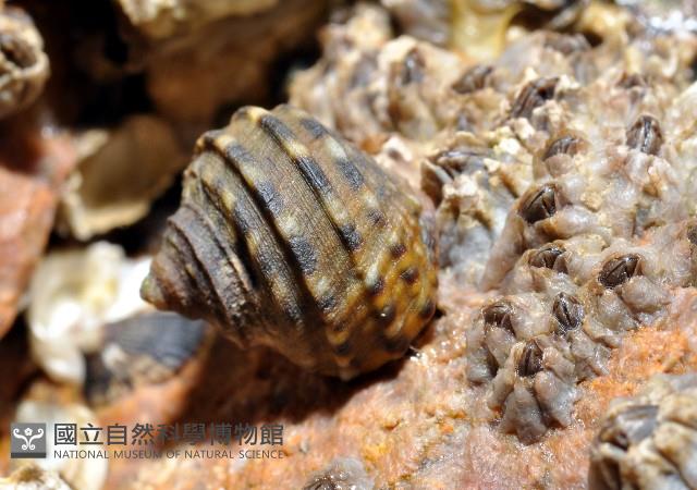 粗肋玉黍螺藏品圖，第3張