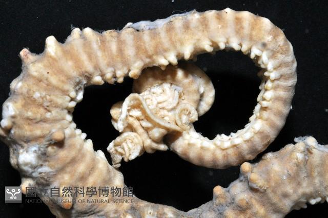 鞭枝蛇尾藏品圖，第3張