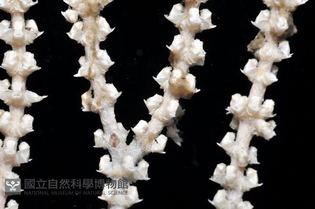 深海原軟珊瑚之一種藏品圖，第3張