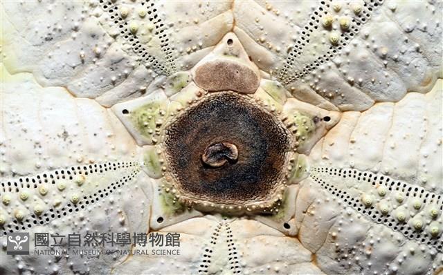 裸隱肛海膽藏品圖，第3張