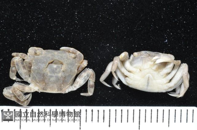 絨毛(螯)近方蟹藏品圖，第3張