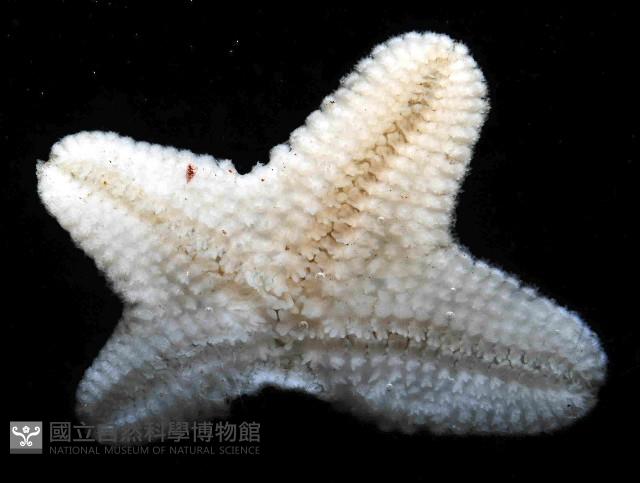 伯頓海燕藏品圖，第3張