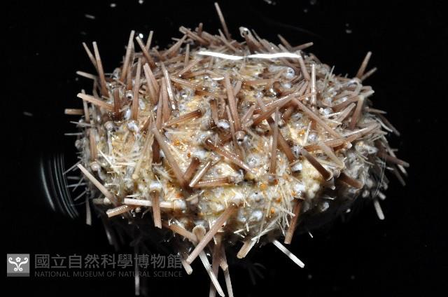 芮氏刻肋海膽藏品圖，第3張