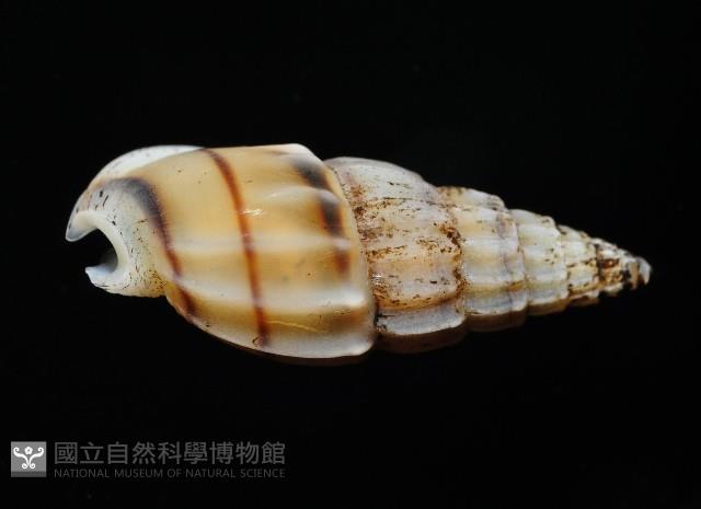 百肋織紋螺(暫譯)藏品圖，第3張