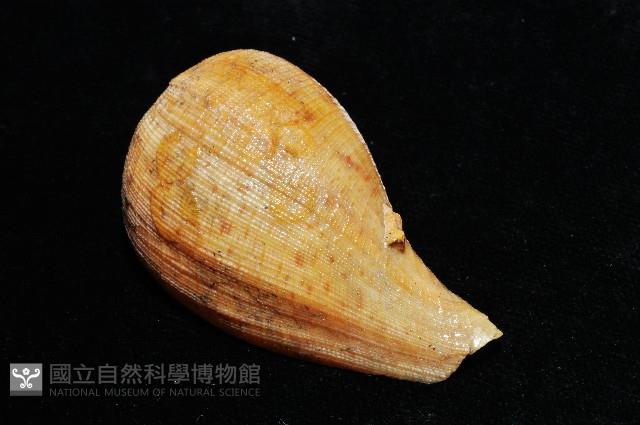 麻布枇杷螺藏品圖，第3張