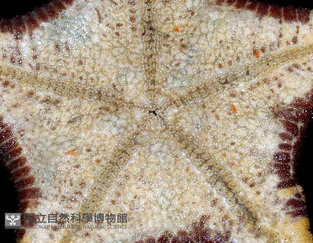 糙五角海星藏品圖，第3張