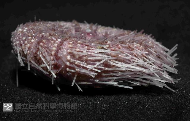 藍紫小肛海膽藏品圖，第3張