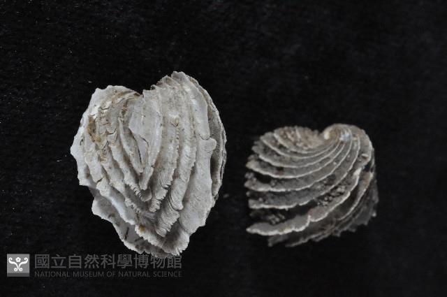 龍王圈心蛤藏品圖，第3張
