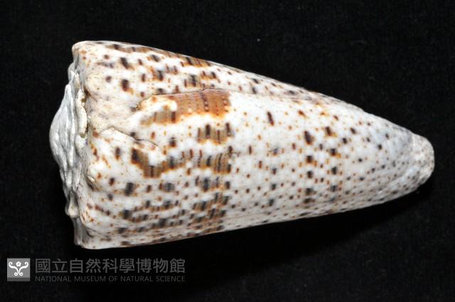 帝王芋螺藏品圖，第3張
