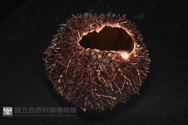 魯氏硬海膽藏品圖，第3張