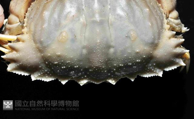 四斑饅頭蟹藏品圖，第3張