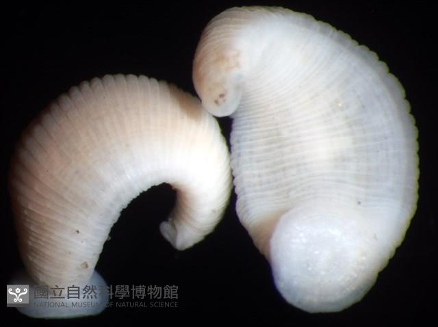 未知種舌蛭藏品圖，第3張