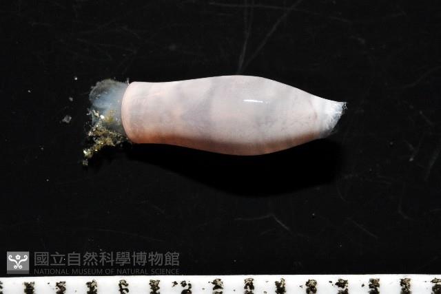 筒蝶螺藏品圖，第3張