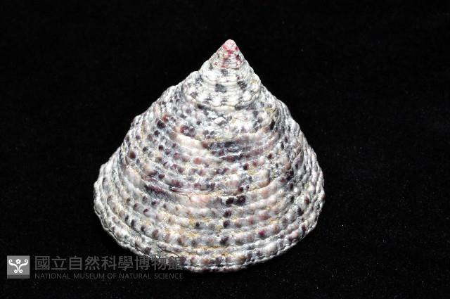 花斑鐘螺藏品圖，第3張