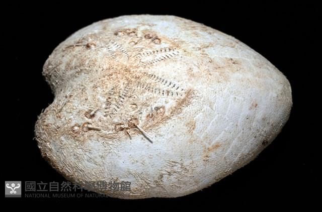 小花瓣裸心海膽藏品圖，第3張