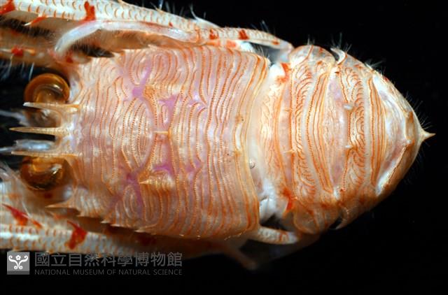 近似宦蝦藏品圖，第3張