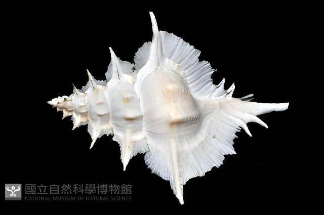 岩石芭蕉螺藏品圖，第3張