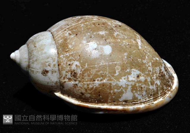 日本斑點小鬘螺藏品圖，第3張