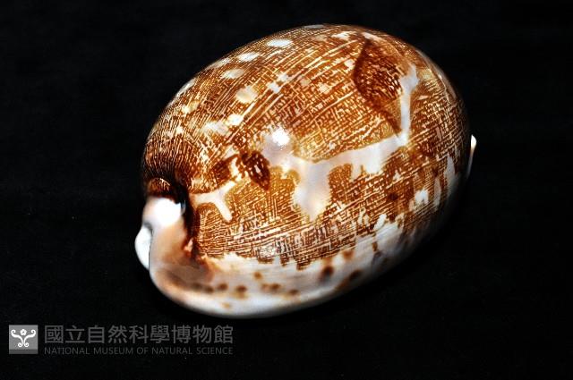 地圖寶螺藏品圖，第3張