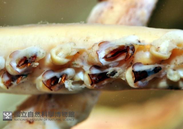 龍氏爪魷魚藏品圖，第3張