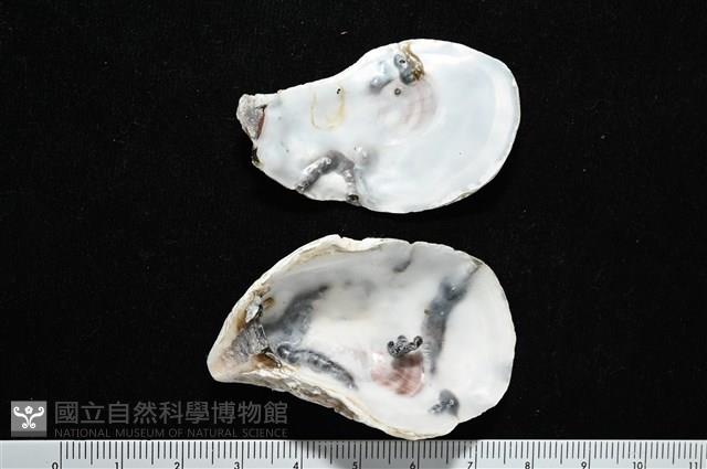 大牡蠣(葡萄牙牡蠣)藏品圖，第3張