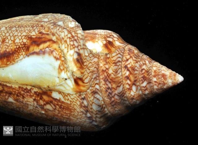 海之榮光芋螺藏品圖，第3張