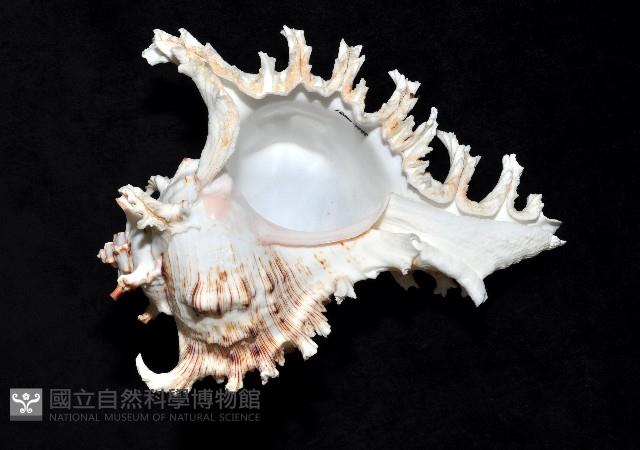 大千手螺藏品圖，第3張