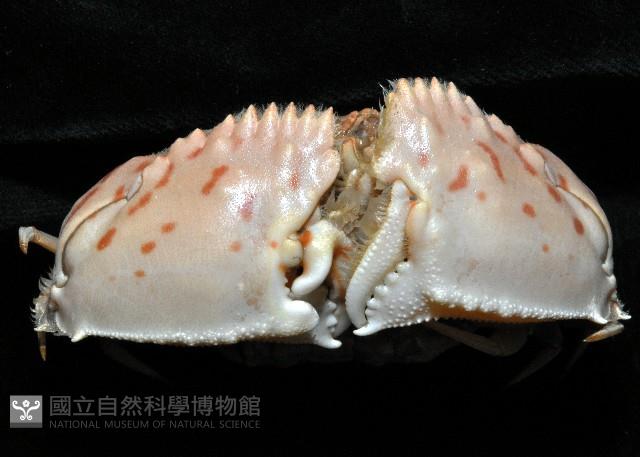卷折饅頭蟹藏品圖，第3張