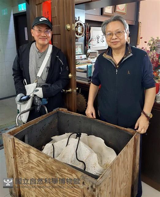 巨硨磲蛤藏品圖，第3張