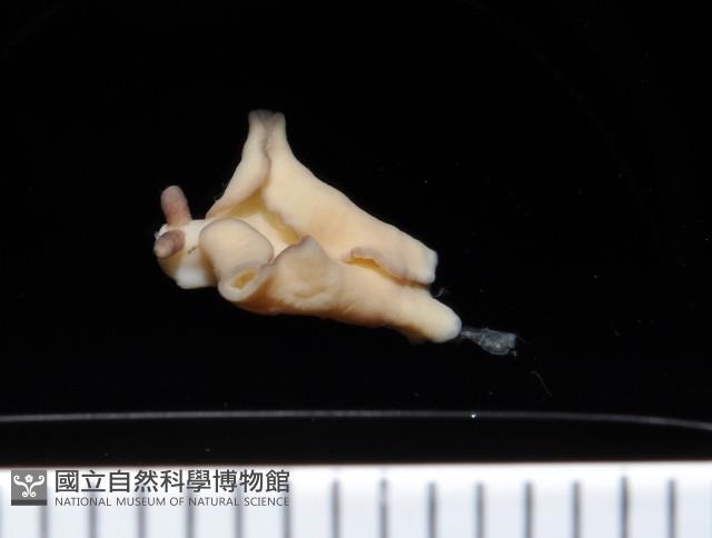 新種海天牛藏品圖，第3張