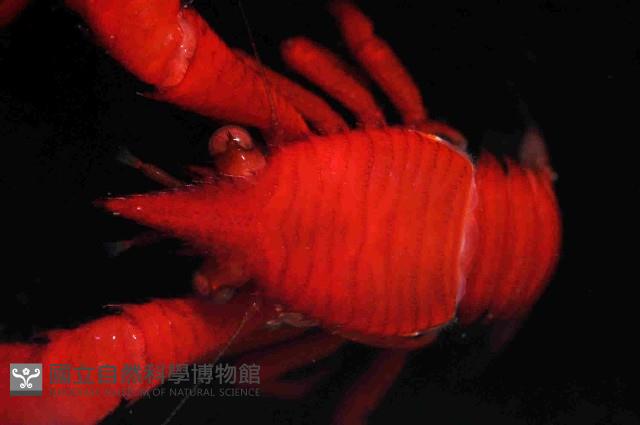 美麗異鎧蝦藏品圖，第3張