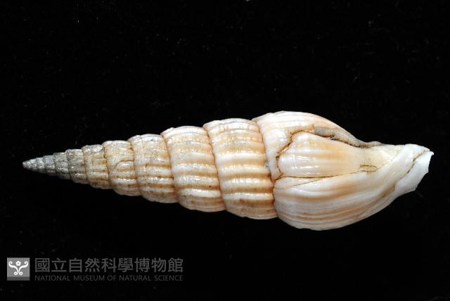 明輝蛹筆螺藏品圖，第3張
