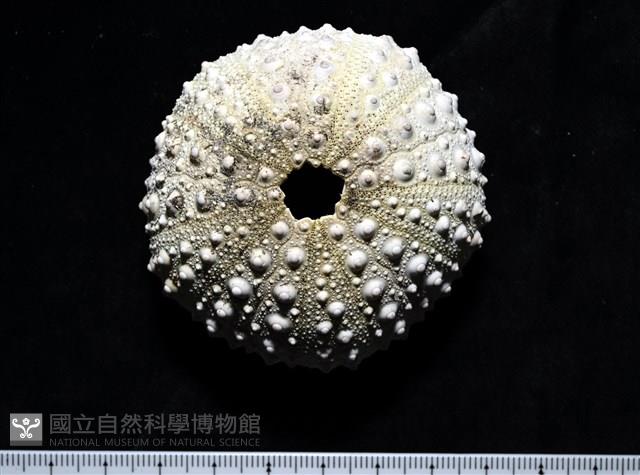 口鰓海膽藏品圖，第3張