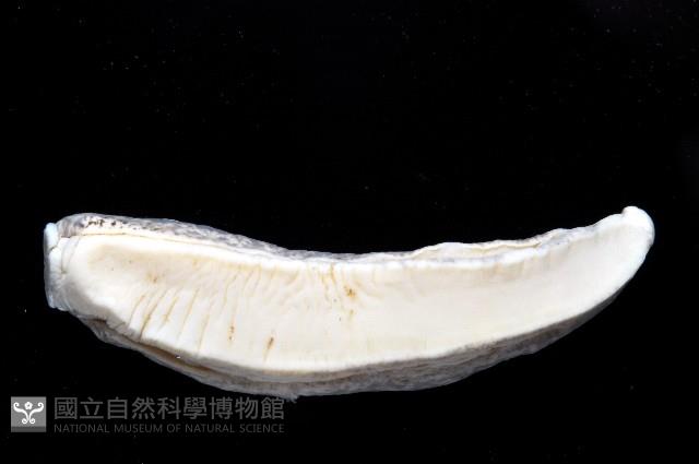 寶山蛞蝓(新種)藏品圖，第3張