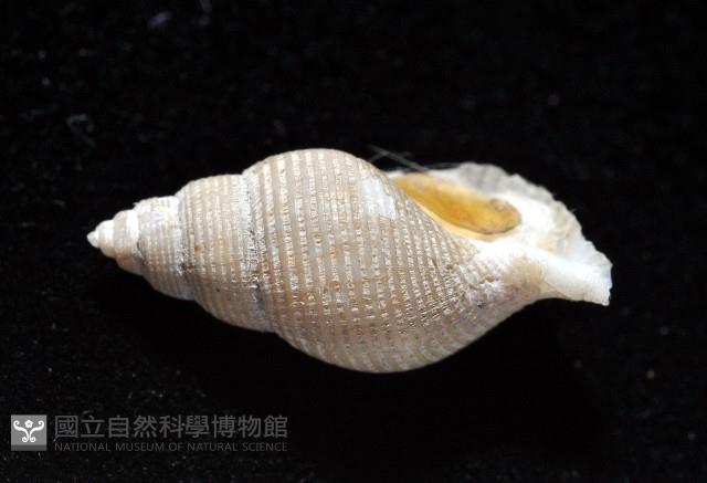 大溪峨螺(新種)藏品圖，第3張