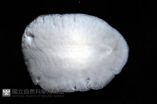 大盤扁蟲藏品圖，第3張